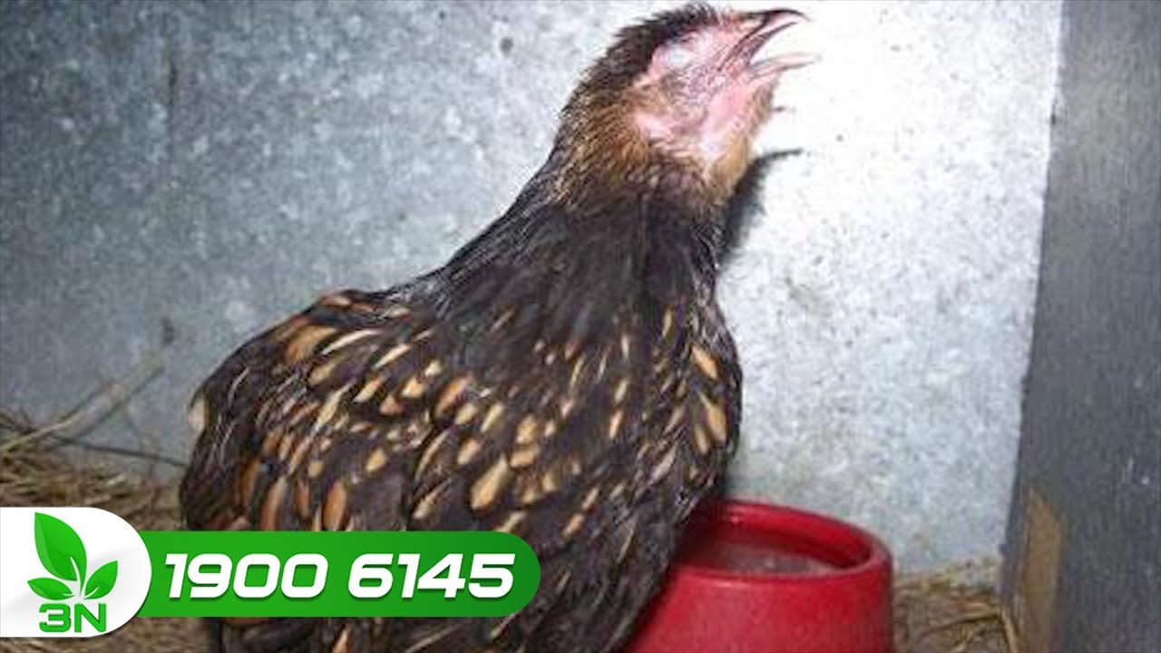 Gà bị hen khẹc, đi phân sáp là mắc bệnh gì ? | VTC16