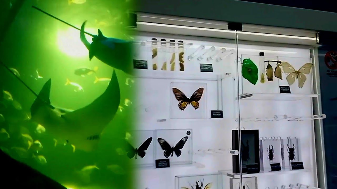 Why Malaysia’s Aquarium Is Going VIRAL | Stunning Marine Life You Have to See