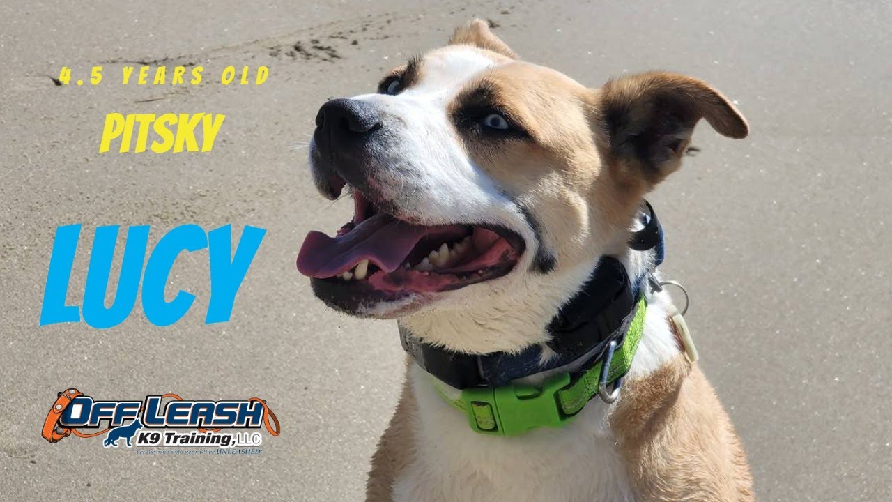 Best Pitsky Dog Training | Gilroy, CA | Lucy