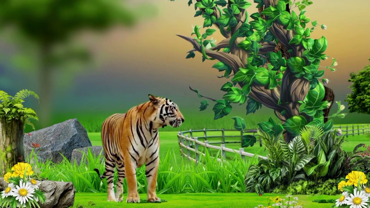 Nature tiger video. #naturalbeauty #naturesounds #naturvideo