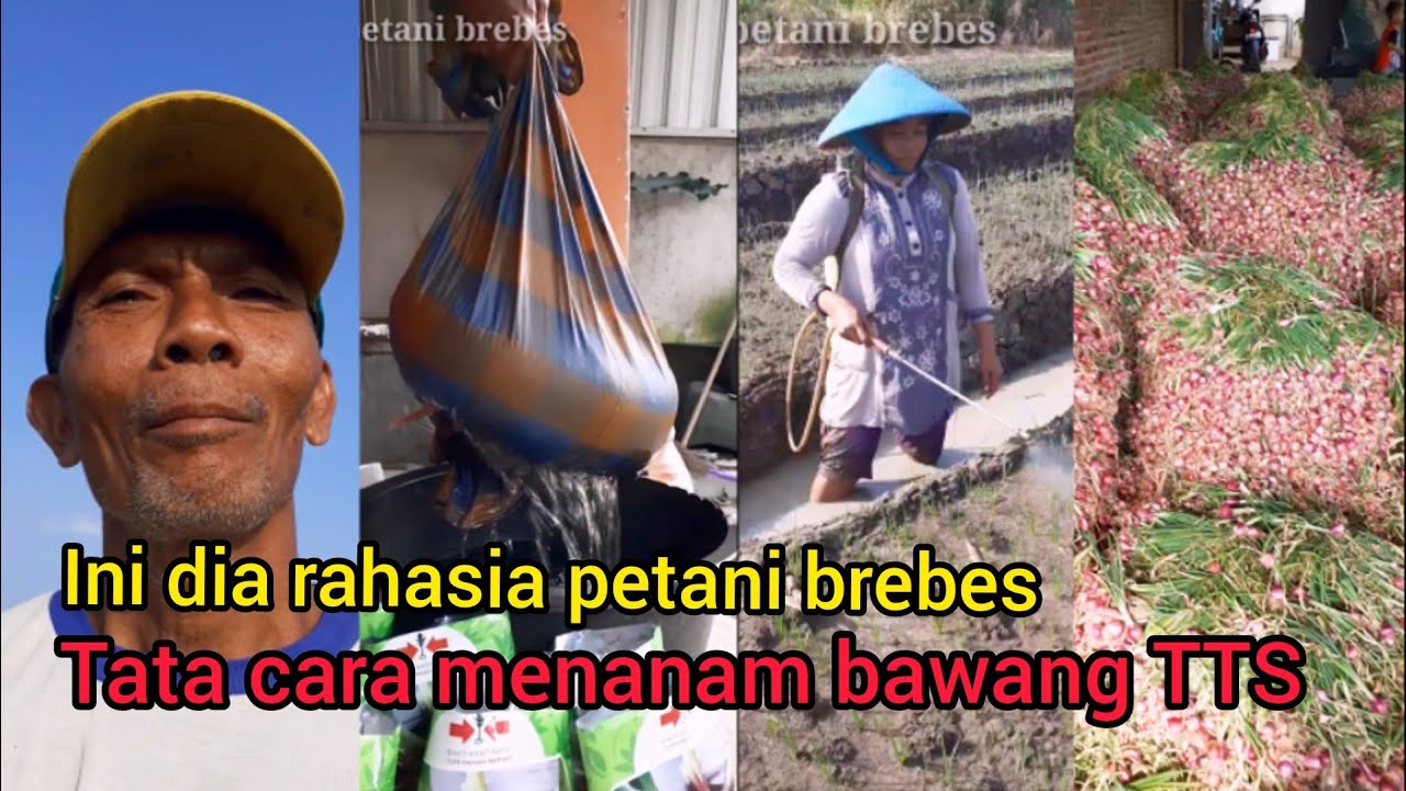 INI DIA RAHASIA PETANI BREBES || tata cara menanam bawang TSS