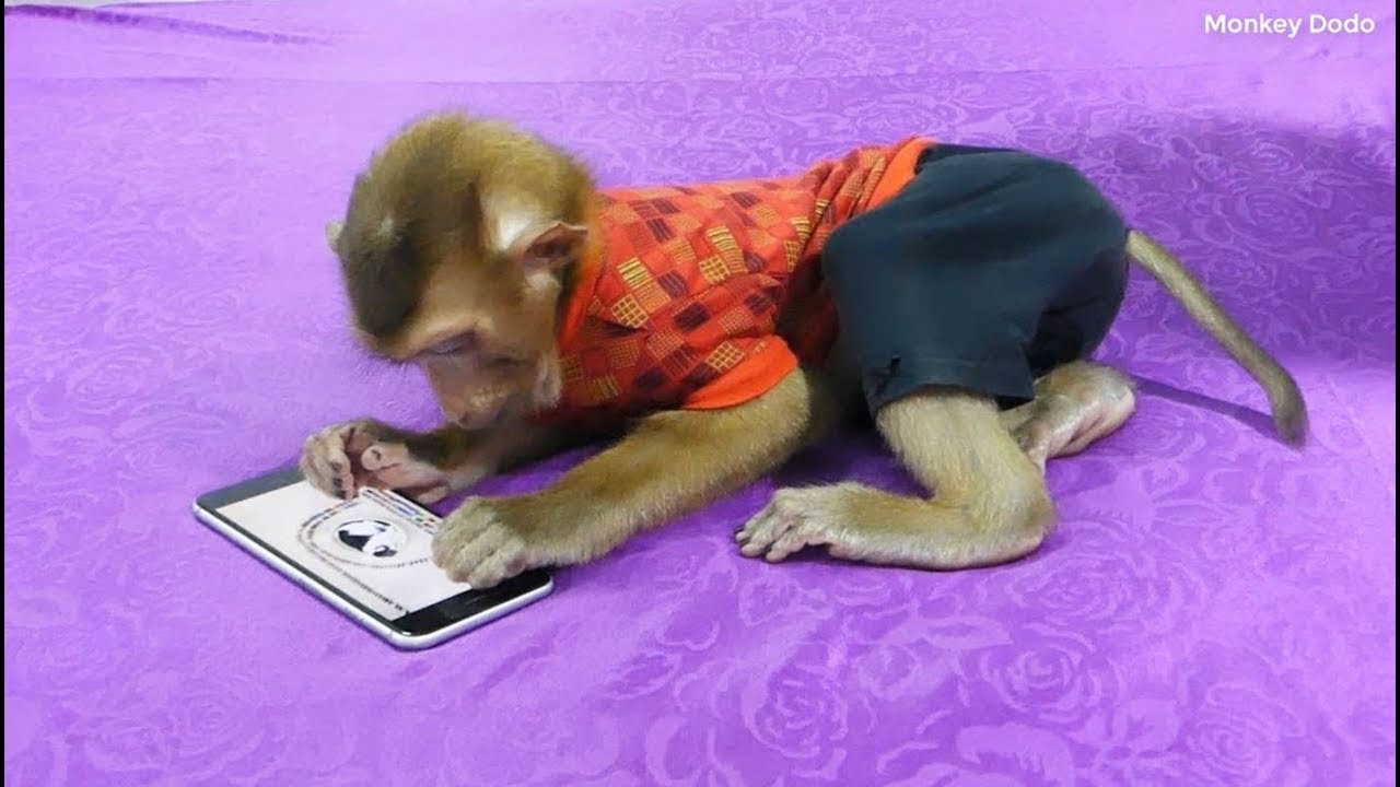 Dodo Carry Smart Phone And Lay Down On Mattress Watch Cat And Domino Tricks On Youtube