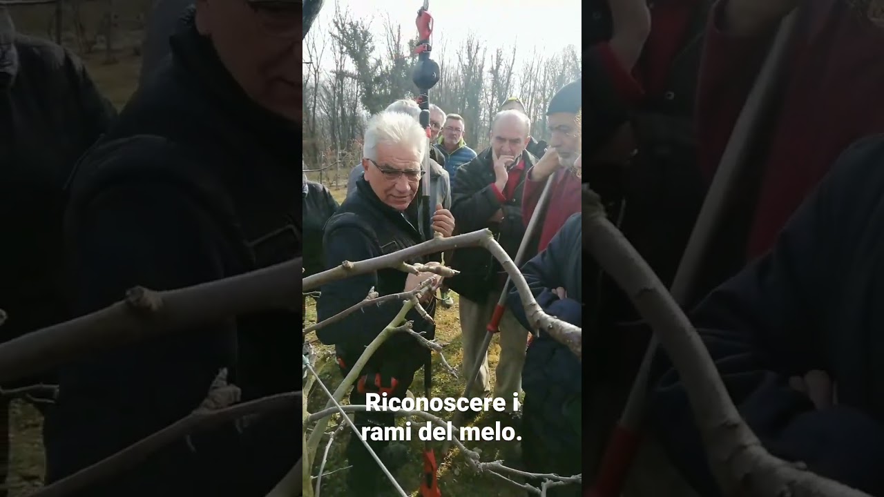 I rami del melo. Corso di potatura piante da frutto. #stockergarden #stocker #potatura #melo