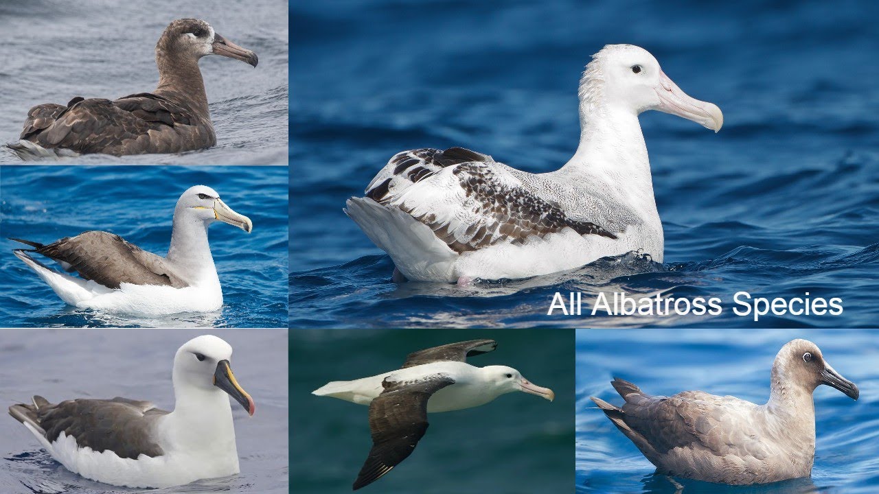 All Albatross bird Species / complete list of Albatross species / types of Albatross