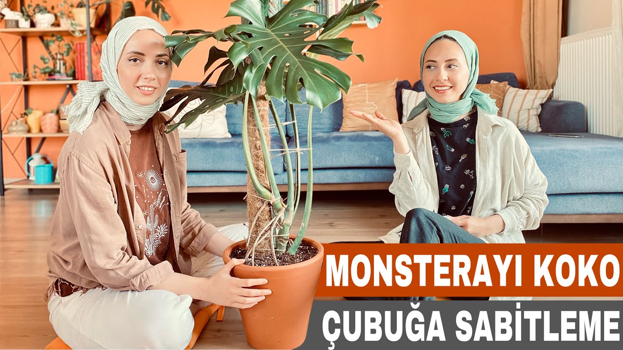 Monsterayı Koko Destek Çubuğuyla Sabitledik