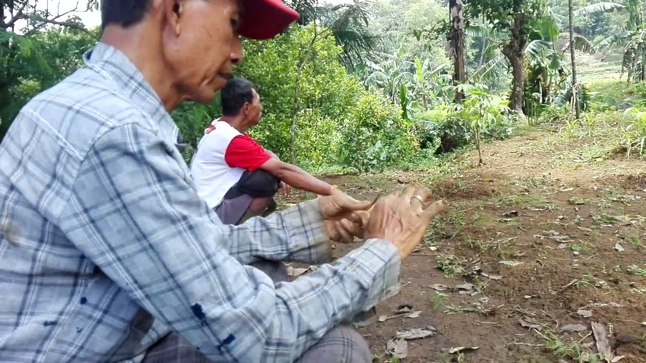Obrolan petani !! #video #nature #sawah #alam #kehidupan #petani