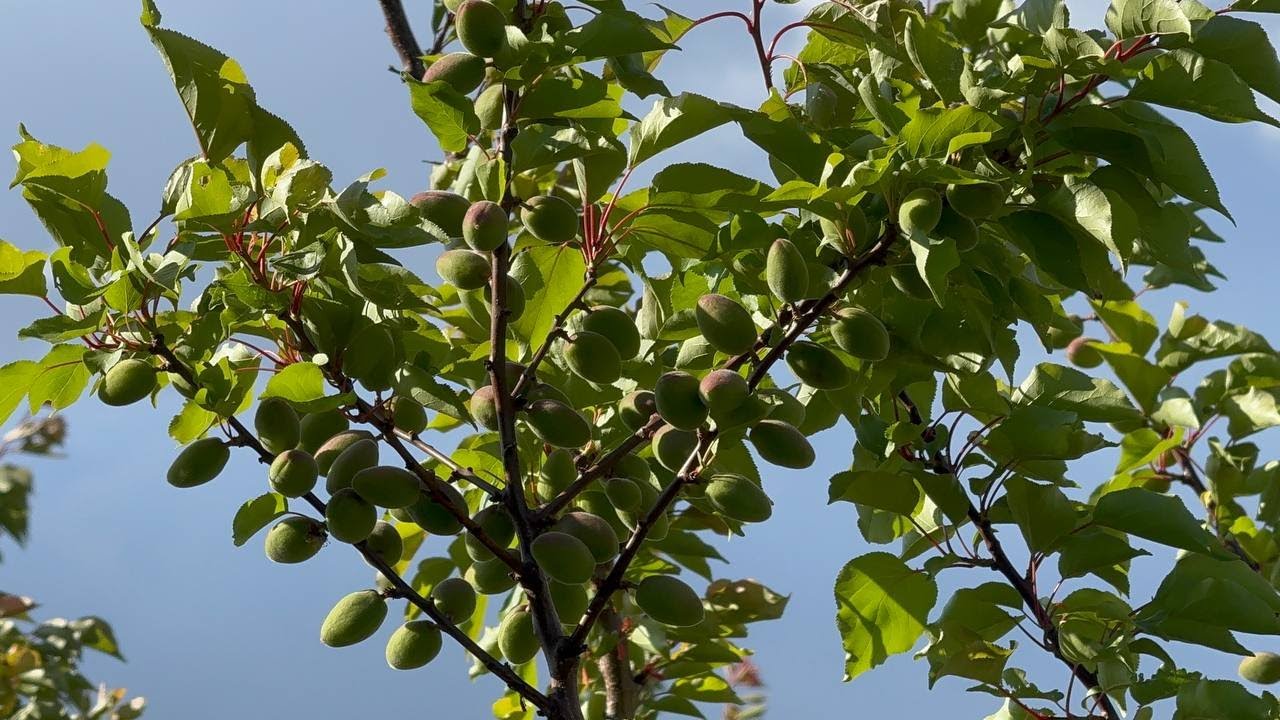 Як абрикос переніс заморозки після обробітку препаратом Амалгерол Ессенс.