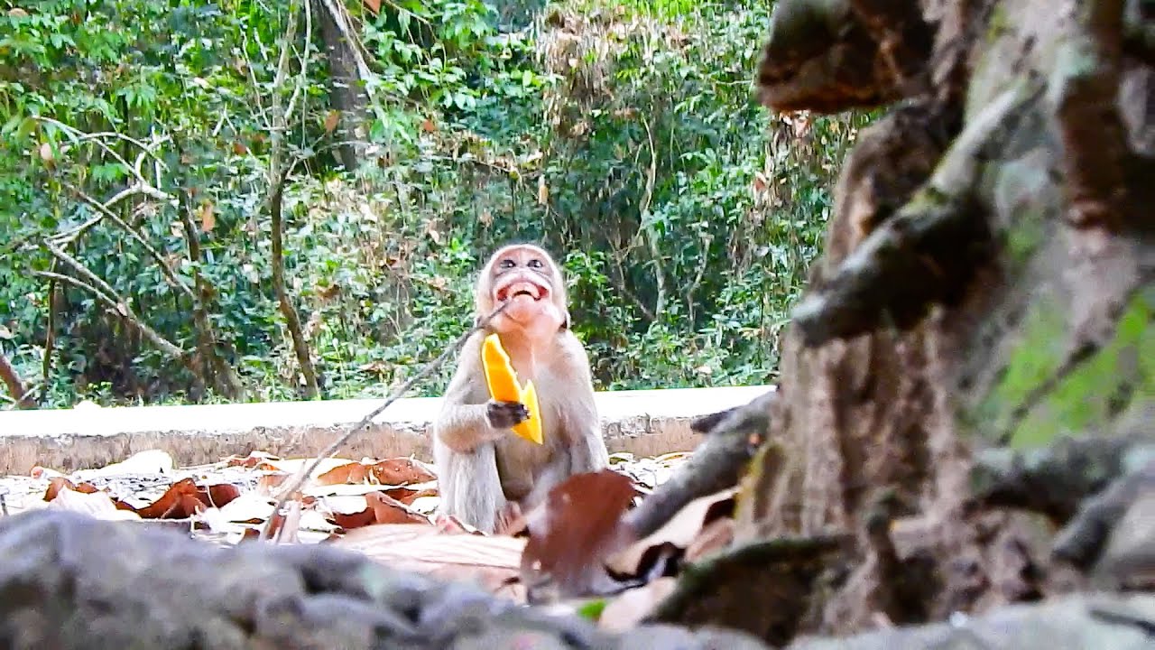 Oh No! Monkey Moby Holding A Piece Of Tasty Mango With Scary Team Come To Take | @IShowMonkeyTV
