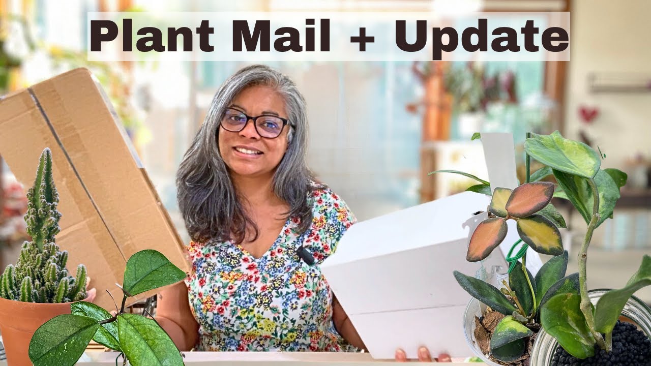 New Hoya and Cactus Plants! Unboxing + Growth Update