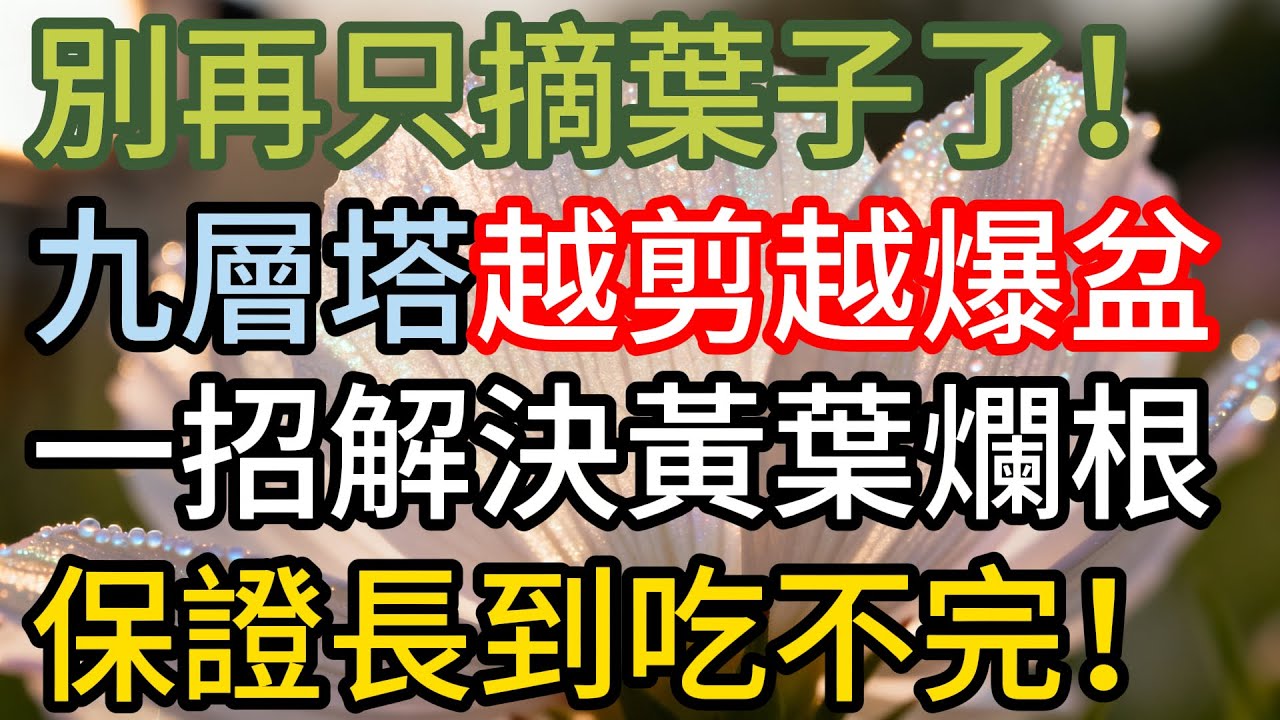 【養花】別再只摘葉子！九層塔「越剪越爆盆」，一招解決黃葉爛根，保證長到吃不完！