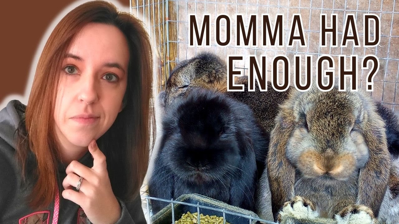 When Can You Separate Baby Rabbits From The Mother