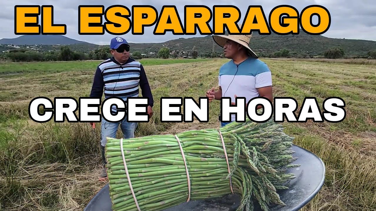 Así es la cosecha de espárragos en Mexico.