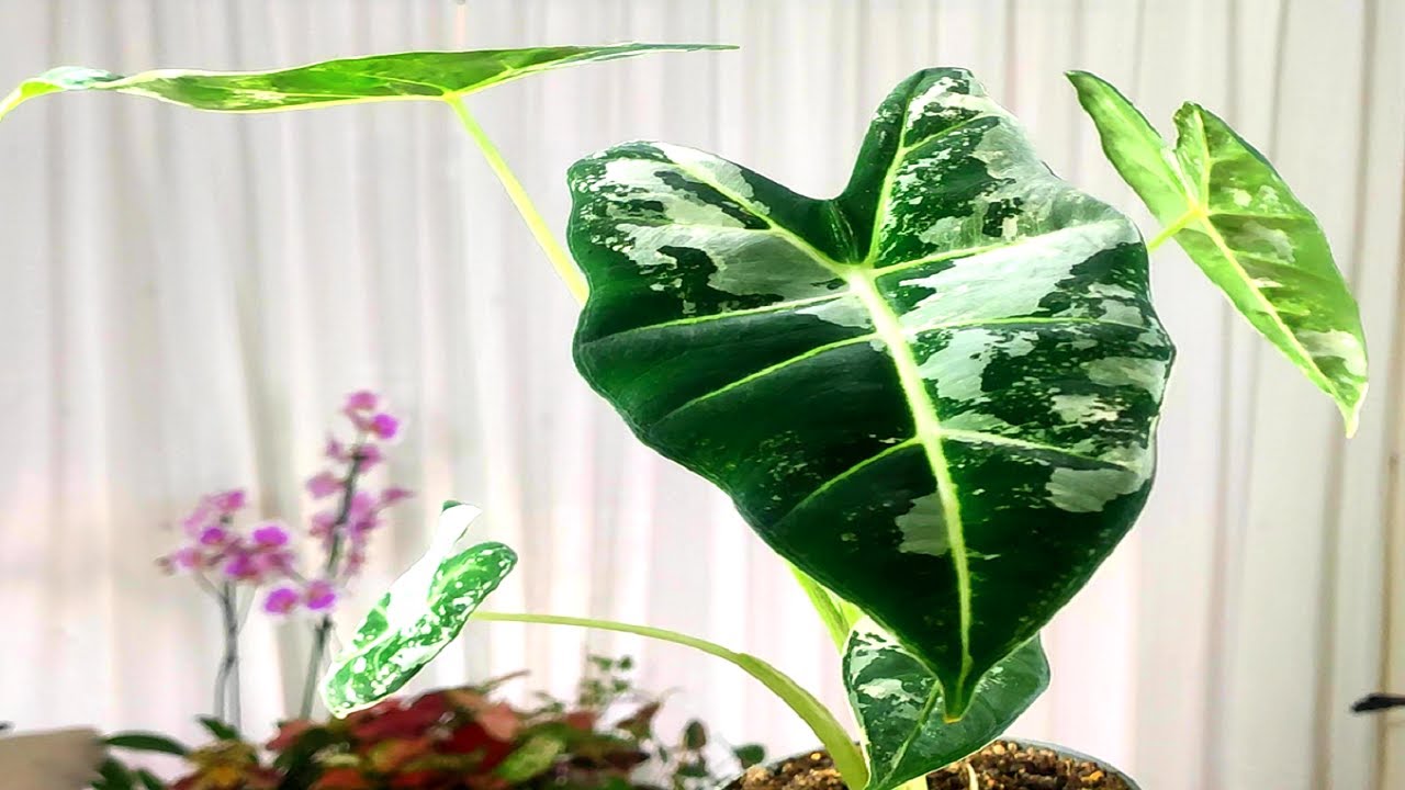 🙋ALOCASIA FRYDEK VARIEGATA SUS CUIDADOS👍🏻🌹☘️🌼🪴🌿💐👏🏻👏🏻👏🏻👏🏻👏🏻👏🏻👏🏻👏🏻