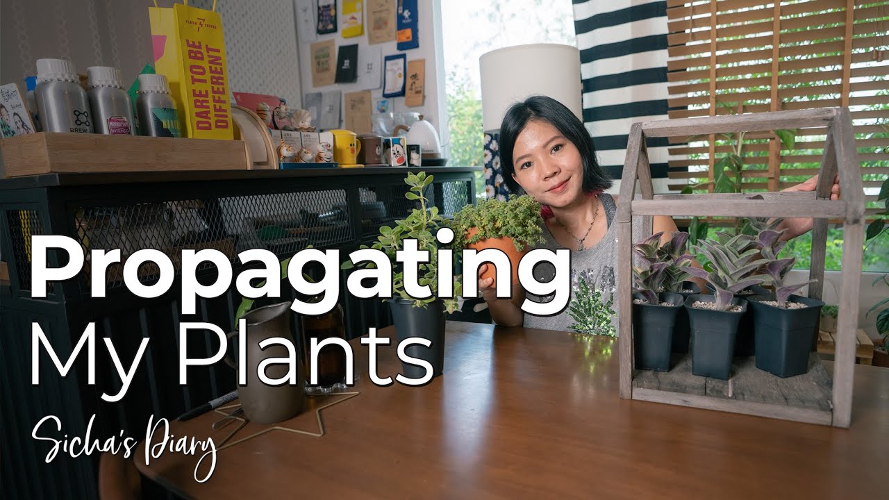 Propagating My Plants | ปักชำไม้อวบน้ำเลี้ยงง่าย #succulent #ไม้อวบน้ำ