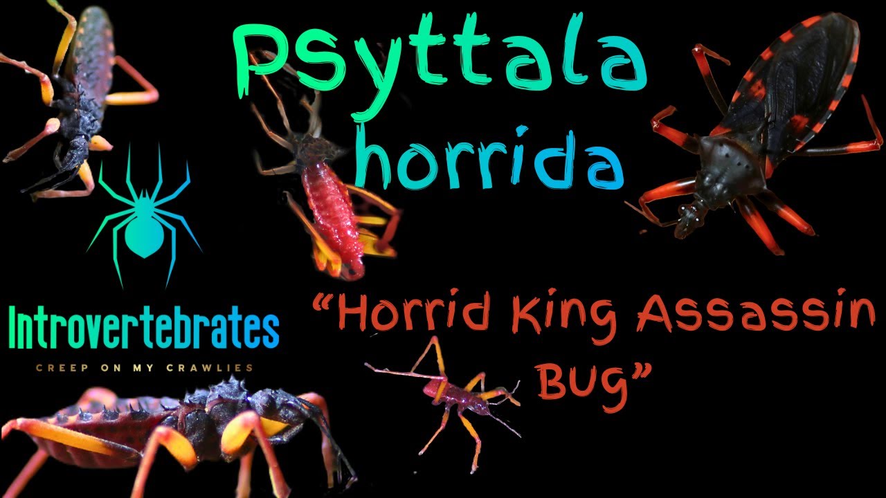 The Horrifying King of Assassin Bugs