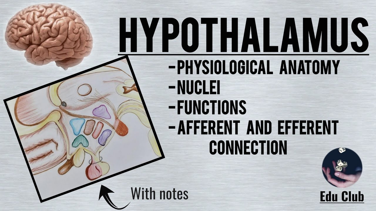 Hypothalamus || Nuclei | Functions | Connections | Physiological Anatomy