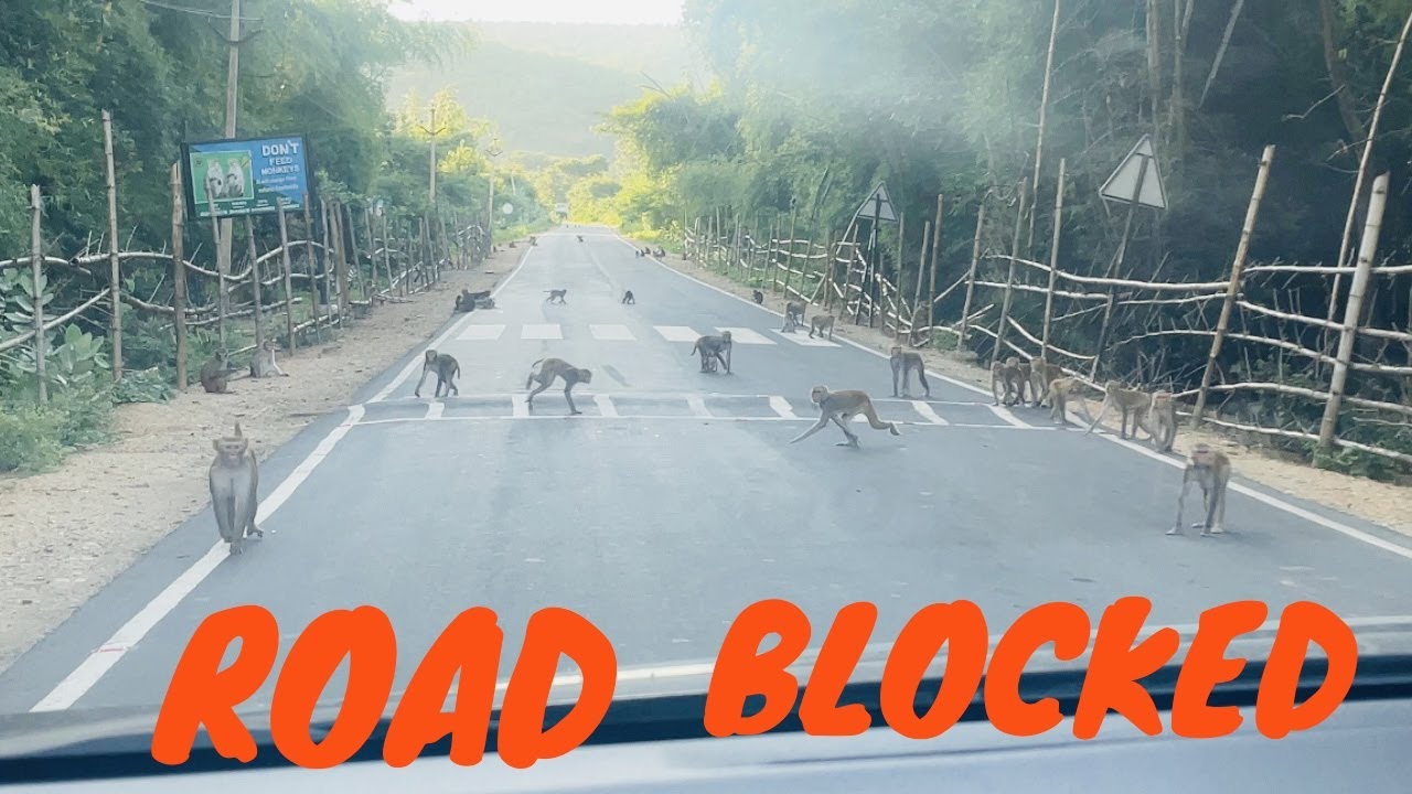SRISAILAM ke Jungle Main MONKEYS ne rasta rok diya | Tirupati to Mallikarjuna | EP- 04