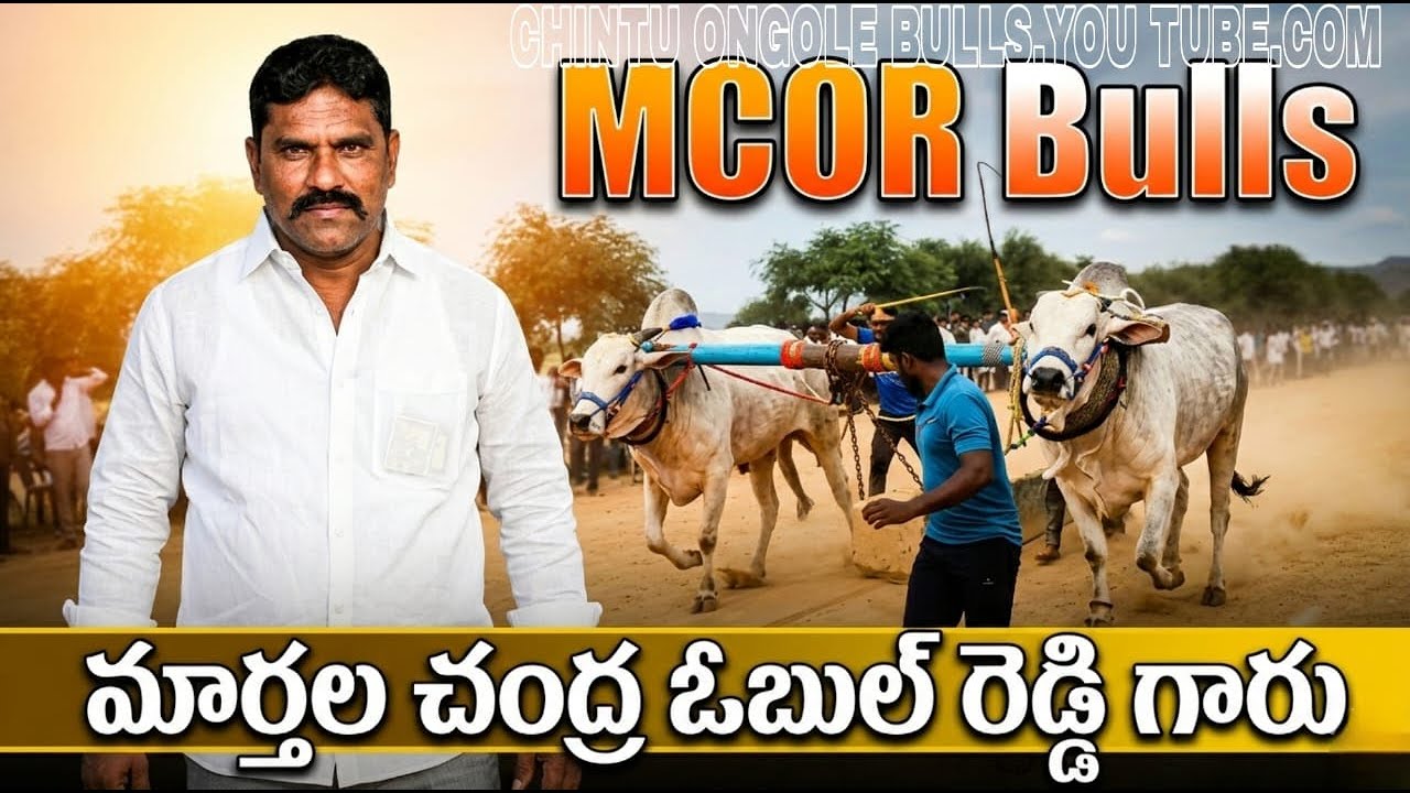 💥🌾వెంకటయపల్లి సీనియర్ విభాగానికి 5వ జత MCORBulls గారు💥02-03-2026💥