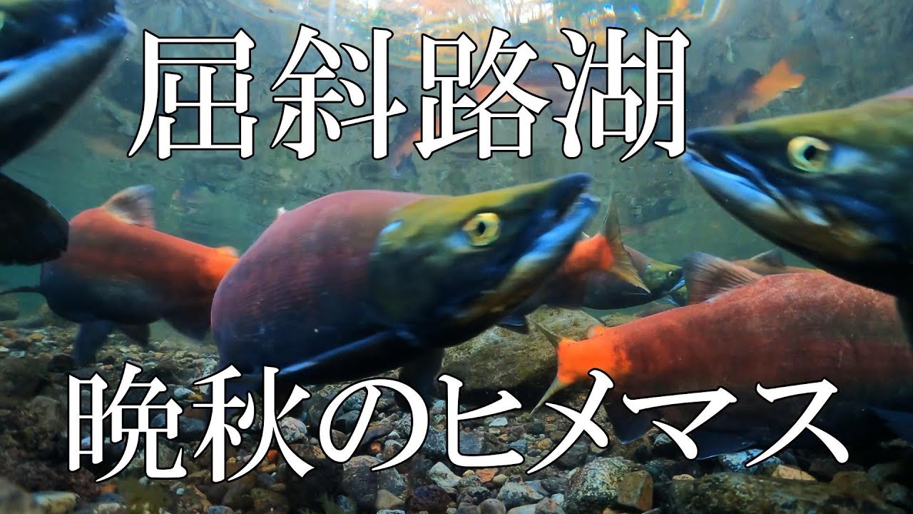屈斜路湖　晩秋のヒメマス