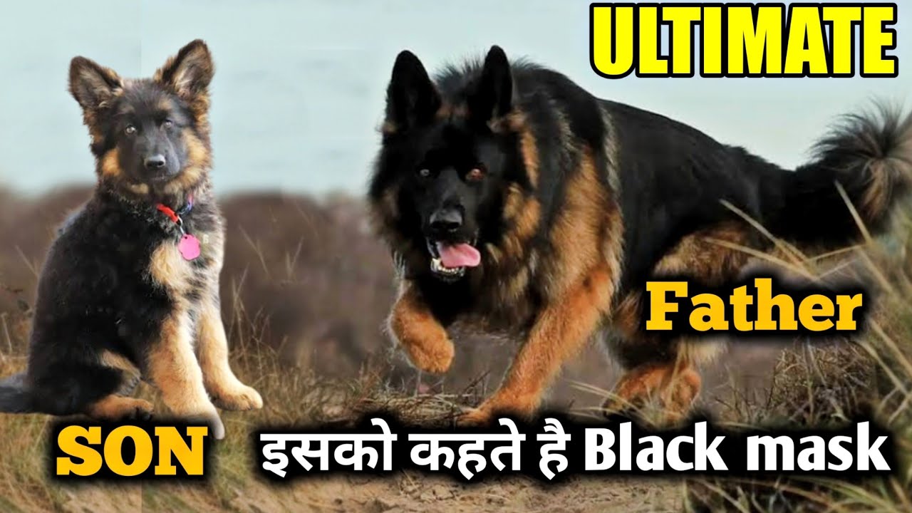 BLACK MASK GERMAN SHEPHERD || Pick of the litter || Ultimate quality