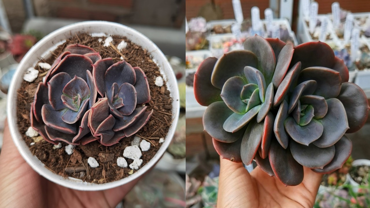 Antes y después de mis suculentas con nombres 🌱
