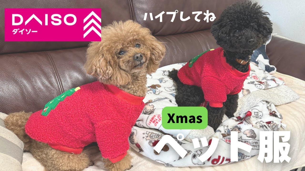 第593話【DAISO 犬服】DAISO550円のクリスマスの犬服買ってみた！ー試着＆紹介ー