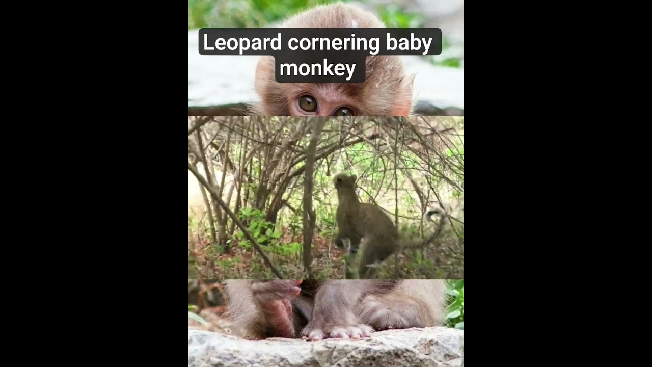 baby monkey
