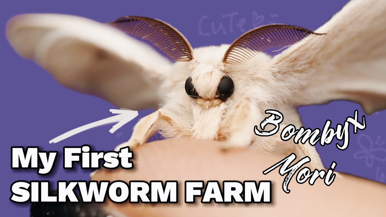 Raising a Silkworm farm! Bombyx Mori | CUTEST MOTH