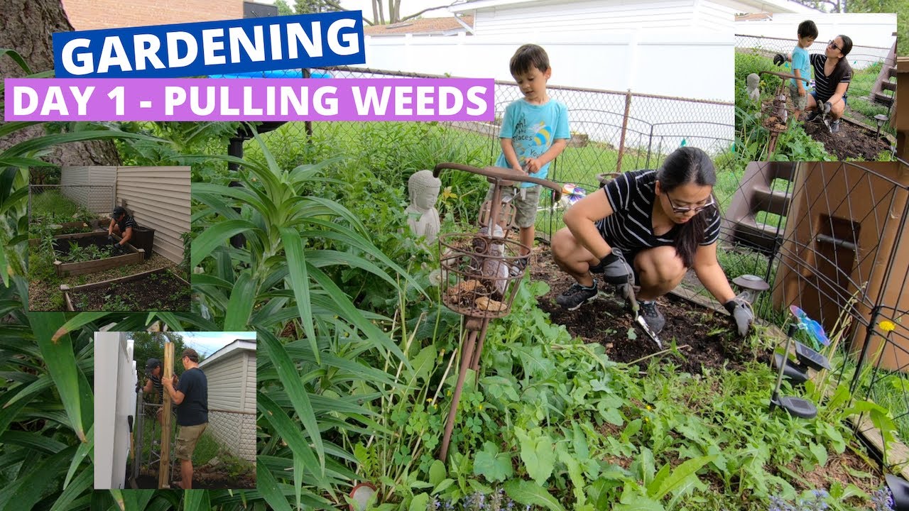 Gardening Day 1- Pulling Weeds | Pinay Mom in America | The Carchedi Family