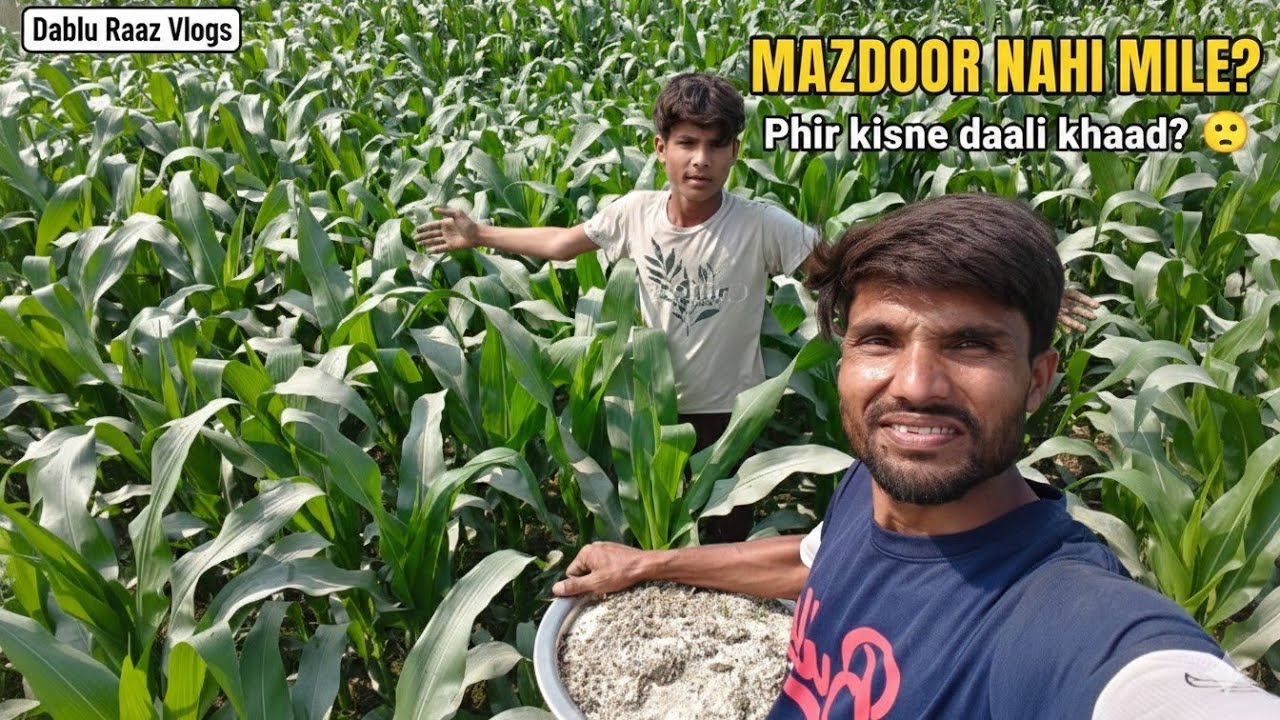 Mazdoor nahi mile toh khud hi khet mein khad dali! 💪 | Village Life Vlog