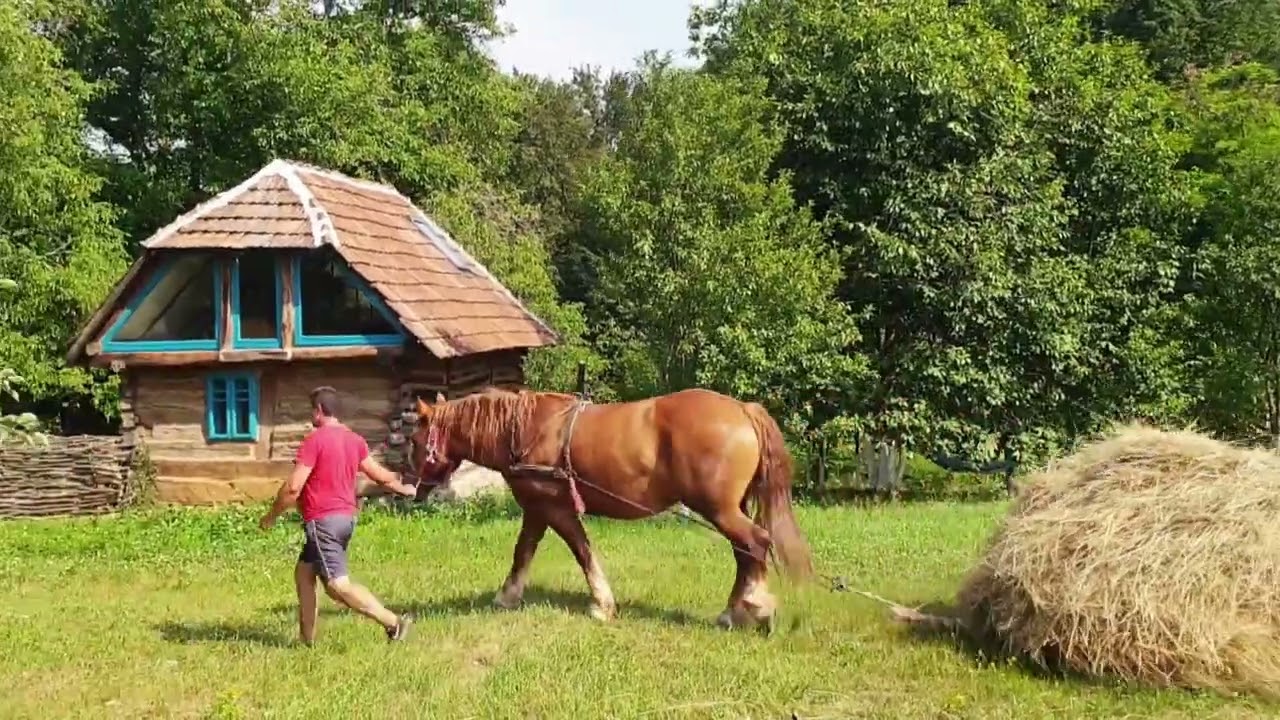 the building of a haystack in Zece Hotare, Suncuius