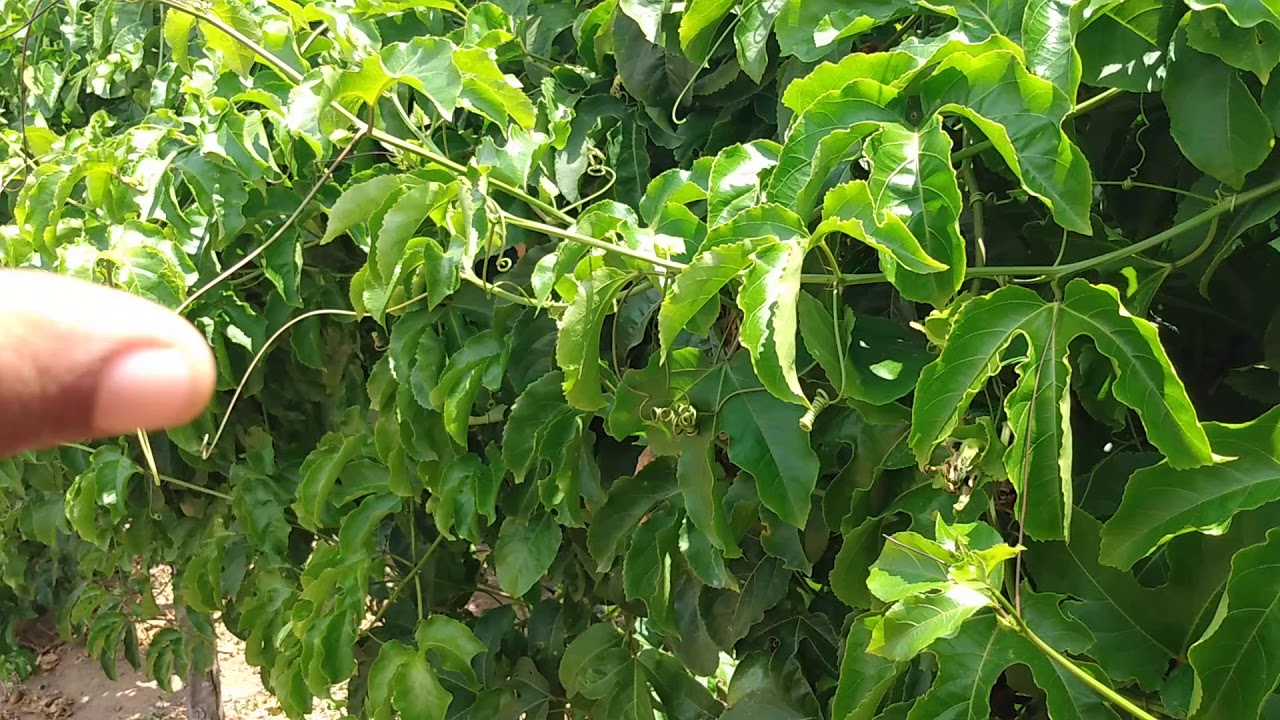 Como está Minha plantação depois da colheita e Mais