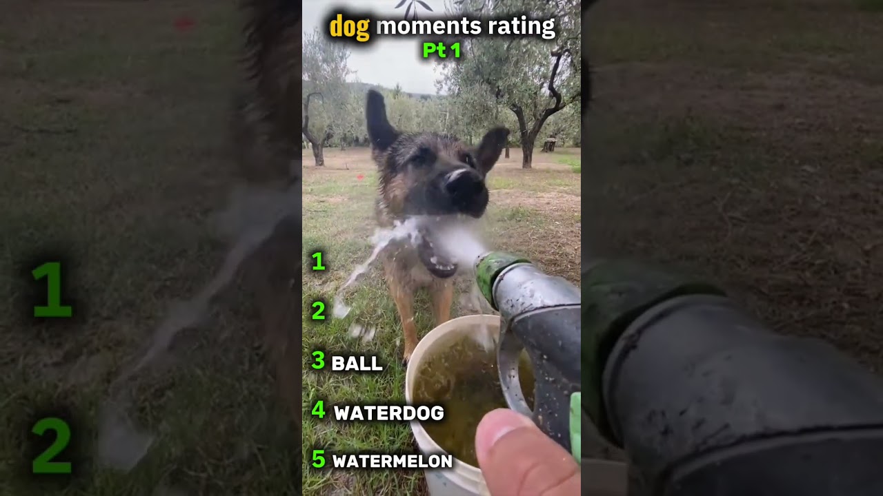 funny moments with dogs 🤣 