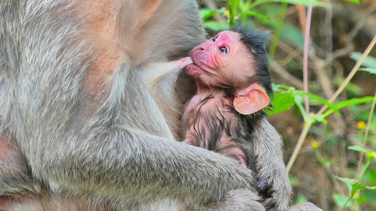 Tiny cute newborn trying fast to drink fresh milk mommy. So adorable newborn.