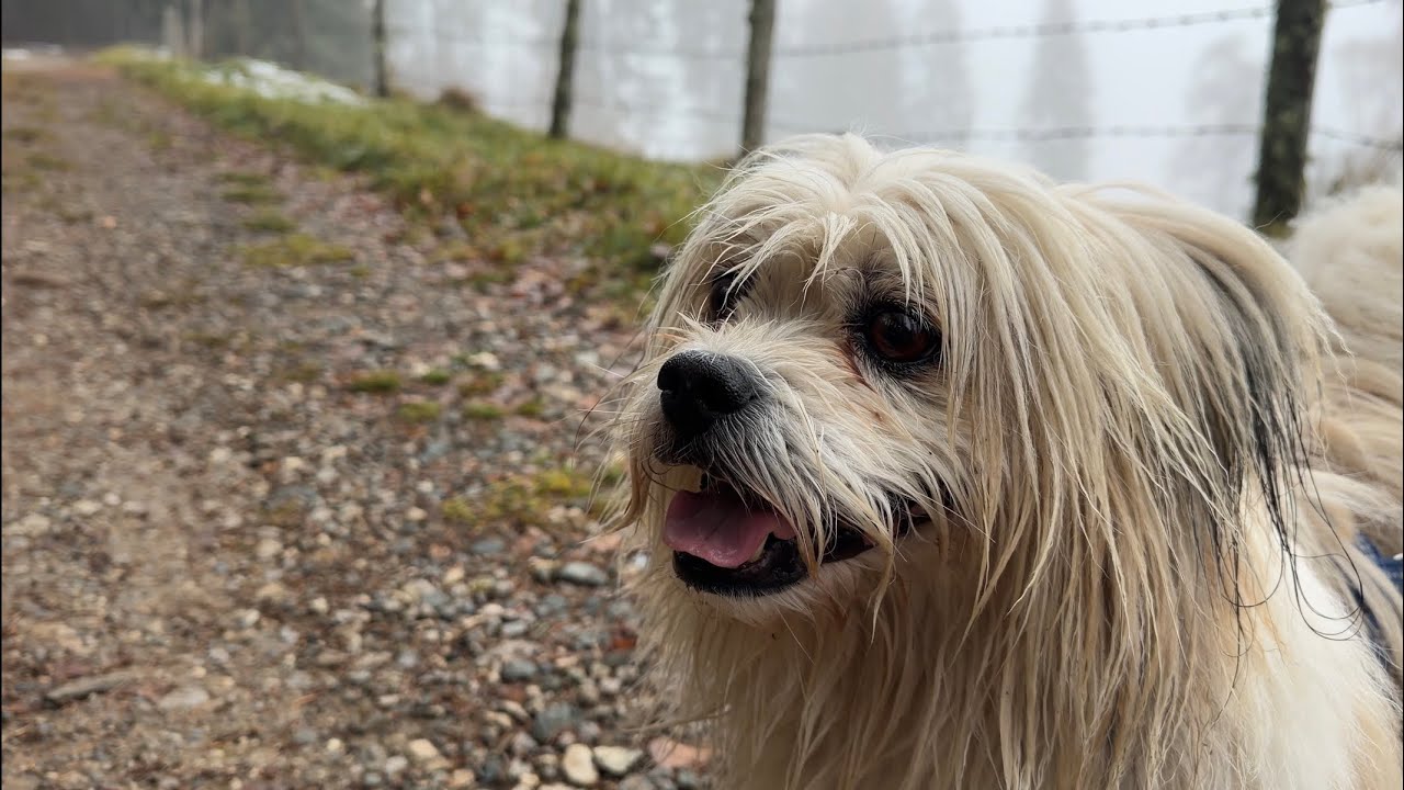 Mit Crowley am Hausberg 🐶 - Wachsenberg