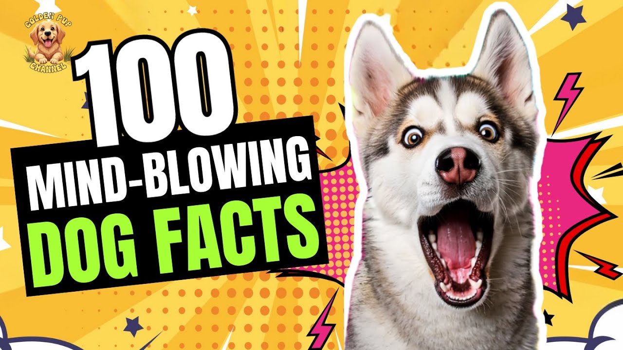 100 Mind-Blowing Dog Facts That Will Change How You See Your Dog