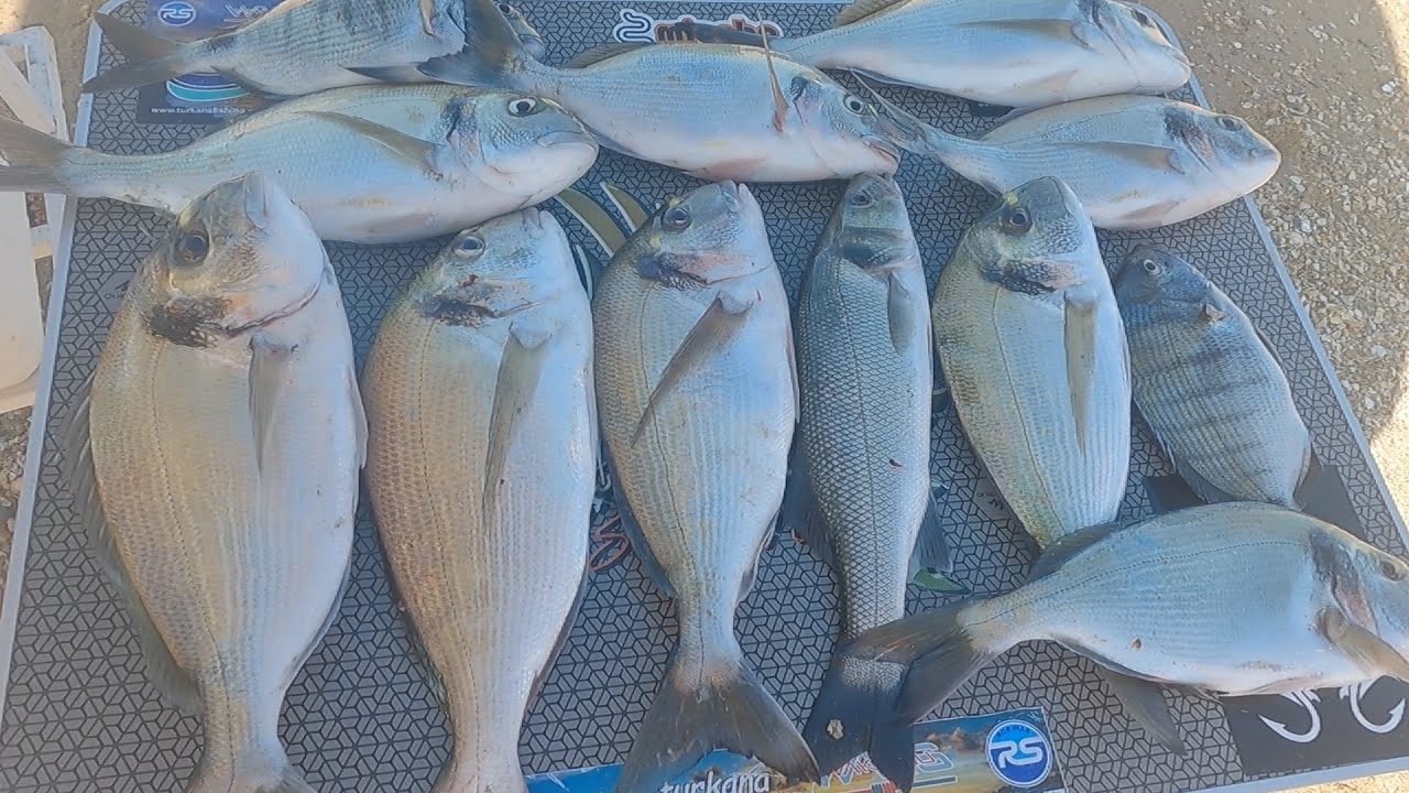 PESCA SURFCASTING DORADAS Y SARGOS EN LA PLAYA EL MANTO