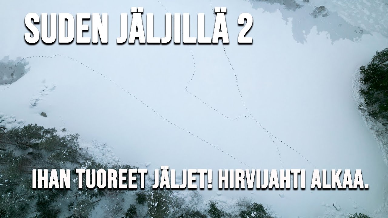 SUDEN JÄLJILLÄ OSA 2. Hirvijahti alkaa.