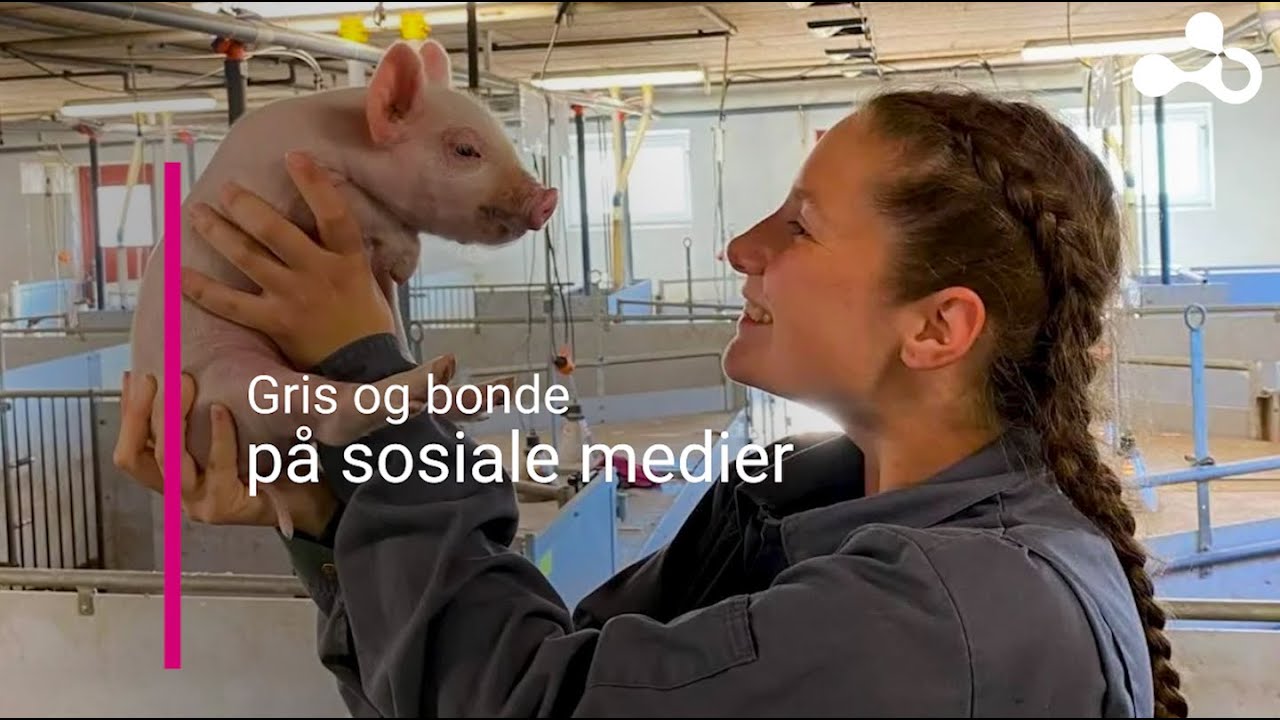 3.3 Gris og bonde på sosiale medier