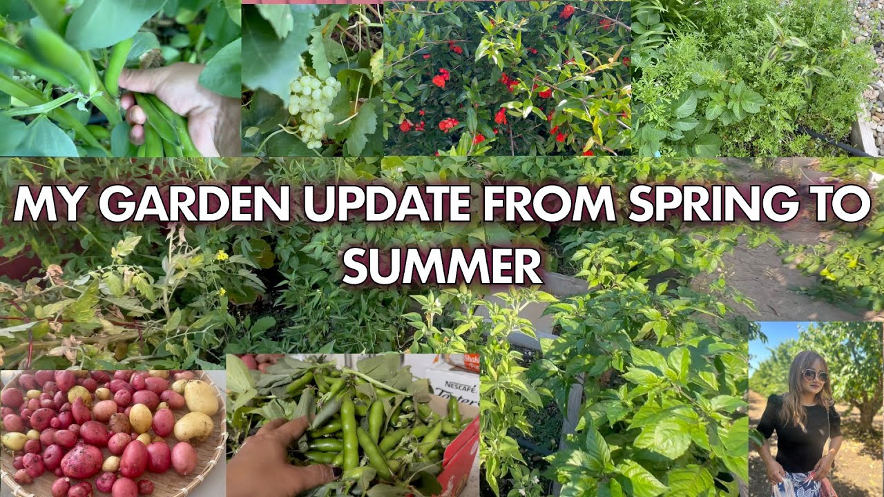 Spring to Summer update from my small garden. So happy with my hard work ☺️