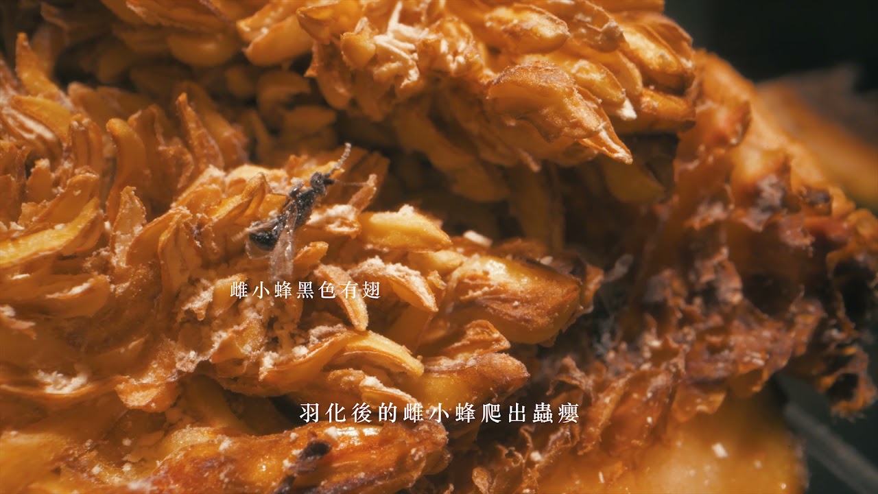 愛玉小蜂完整版