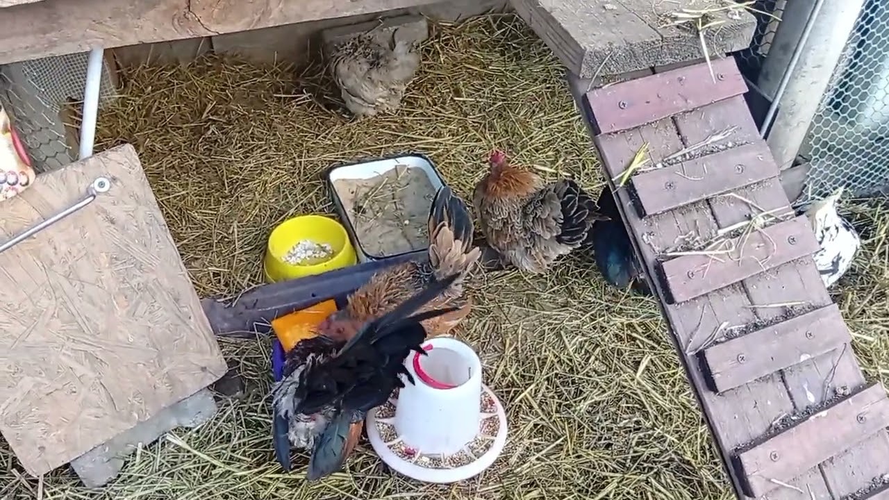 Шабошки на улице.