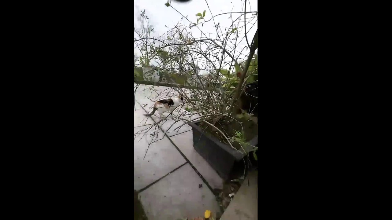 LIVE Cat POV Cam | Outdoor Cat Exploring Streets | Real-Time Adventure