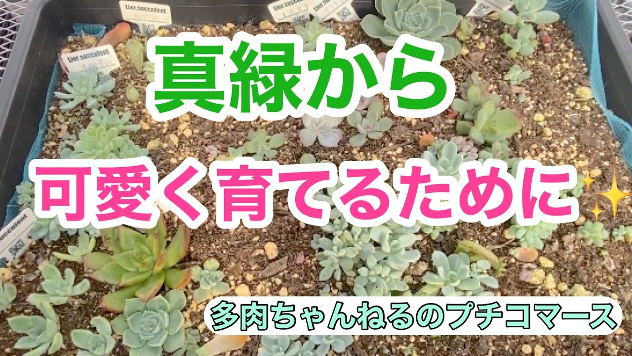 【多肉植物】真緑から可愛く育てる為に❣️