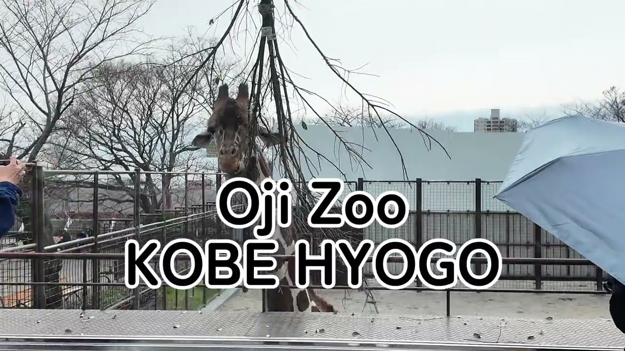 神戸・王子動物園できりん、カンガルー、エミューに会ってきました｜のんびり過ごす癒しの時間
