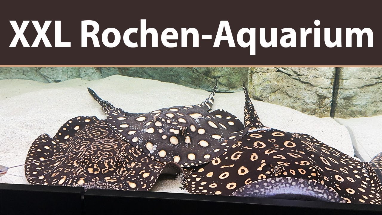 Fischfrisiert on Tour Teil 7 / Das XXL Rochenaquarium mit dem Bio Plus Filter und vielem mehr