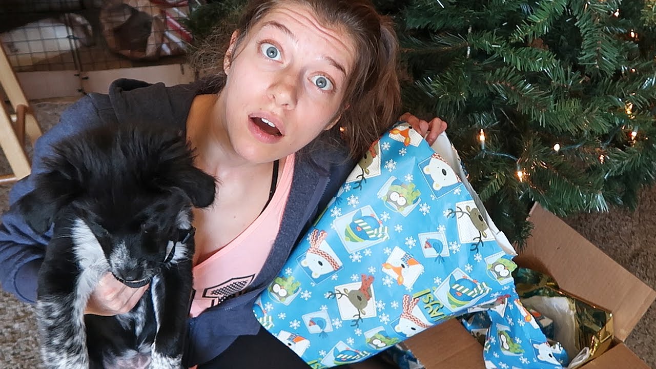 Wrapping Gifts with Animals! | Ohcluck