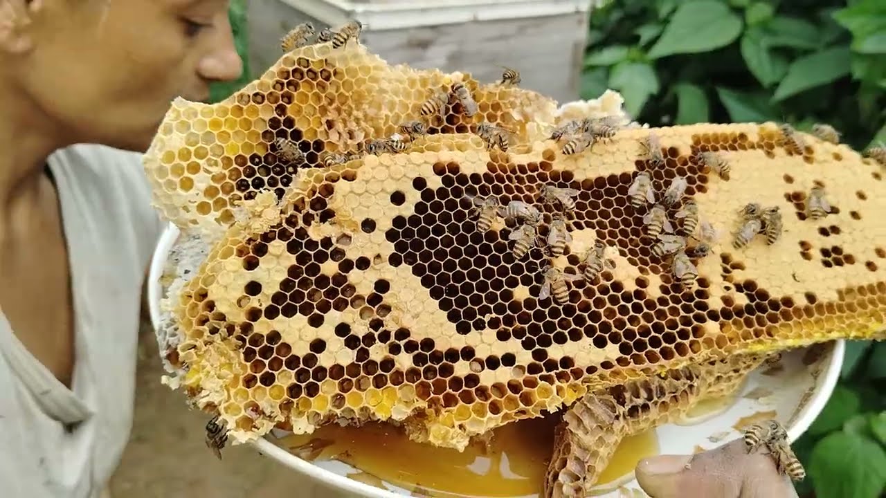 মধুমাছি কিভাবে মধু রস বের করে 