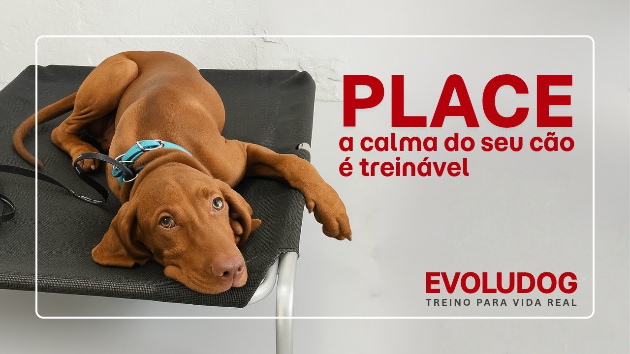 Place: a calma do seu cão é treinável