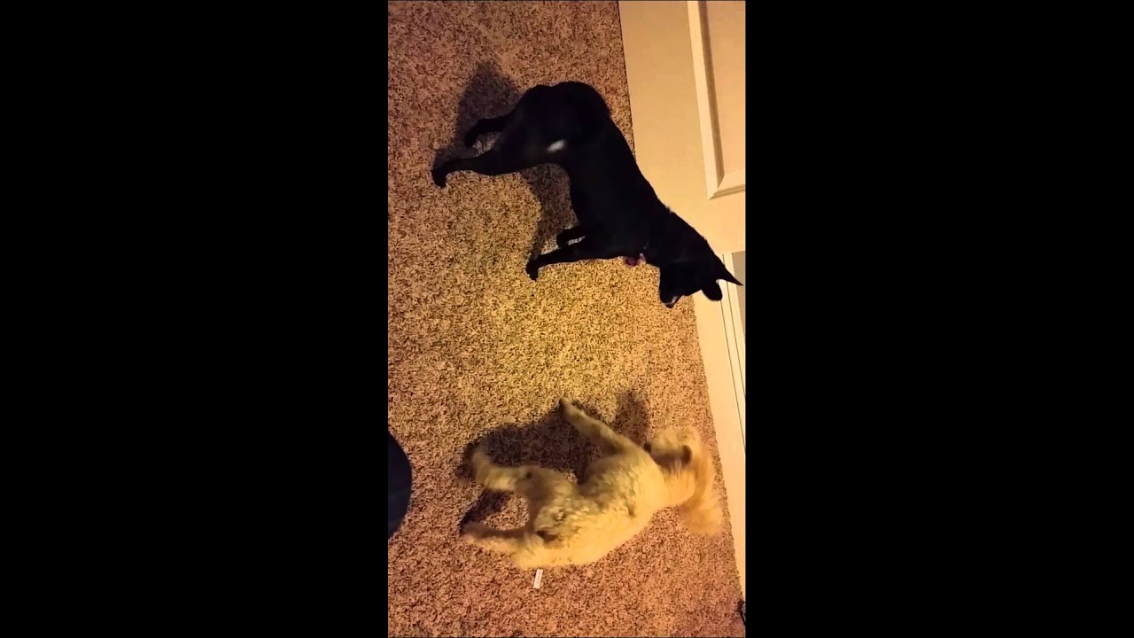 Juliette vs. Cleo, round 2